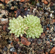 Load image into Gallery viewer, pinguicula plant