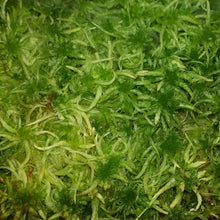 Laden Sie das Bild in den Galerie-Viewer, sphagnum moss