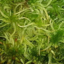 Laden Sie das Bild in den Galerie-Viewer, sphagnum moss