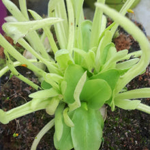 Load image into Gallery viewer, pinguicula plant