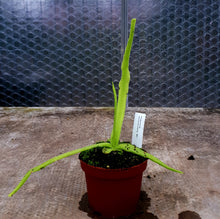 Load image into Gallery viewer, pinguicula plant