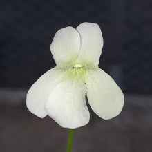 Load image into Gallery viewer, pinguicula plant
