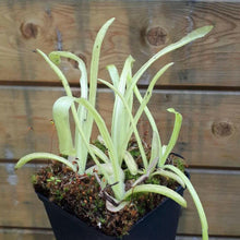 Load image into Gallery viewer, pinguicula plant