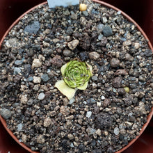 Laden Sie das Bild in den Galerie-Viewer, Karnivoren Substrat (mex. Pinguicula) - Carniflor