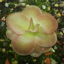 Laden Sie das Bild in den Galerie-Viewer, pinguicula plant