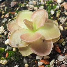 Load image into Gallery viewer, pinguicula plant