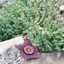 Load image into Gallery viewer, Aasblume - Orbea variegata
