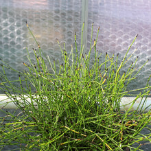 Load image into Gallery viewer, Dwarf horsetail - Equisetum scirpoides

