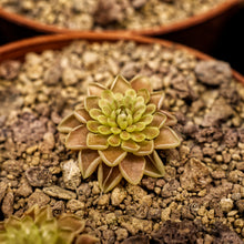 Load image into Gallery viewer, Pinguicula ehlersiae (Ascension)
