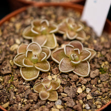Load image into Gallery viewer, Pinguicula ehlersiae (Ixmiquilpan)
