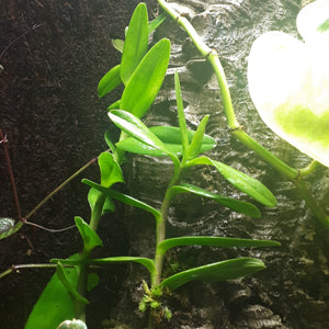 Epidendrum spec. (red)