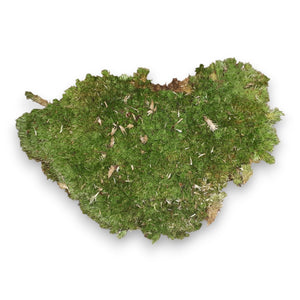 Leucobryum glaucum - Cushion Moss