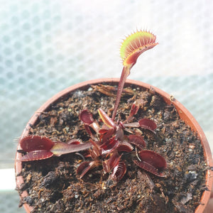 Dionaea muscipula "Clayton Vulcanic Red"
