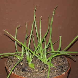 Pinguicula heterophylla