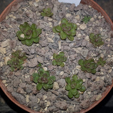 Load image into Gallery viewer, Pinguicula kondoi
