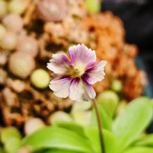 Laden Sie das Bild in den Galerie-Viewer, Pinguicula "Razzberry Blonde"
