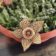Laden Sie das Bild in den Galerie-Viewer, Aasblume - Orbea variegata syn. Stapelia variegata
