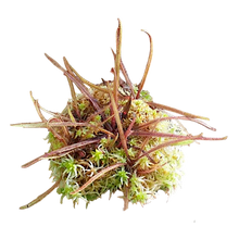 Laden Sie das Bild in den Galerie-Viewer, drosera adelae
