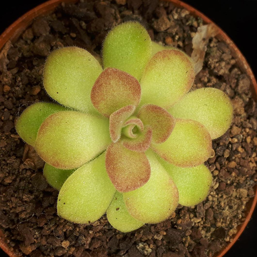 Pinguicula agnata