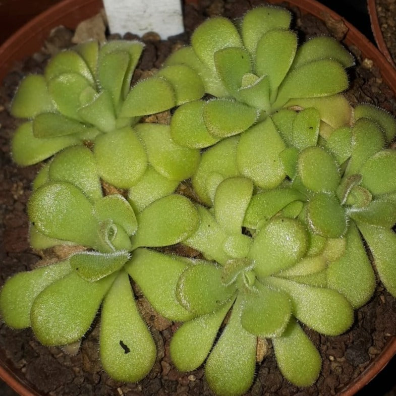 Pinguicula agnata Hybride 