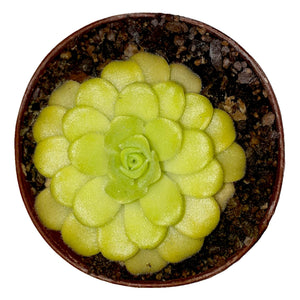 Pinguicula agnata (Zimapan, Hidalgo)