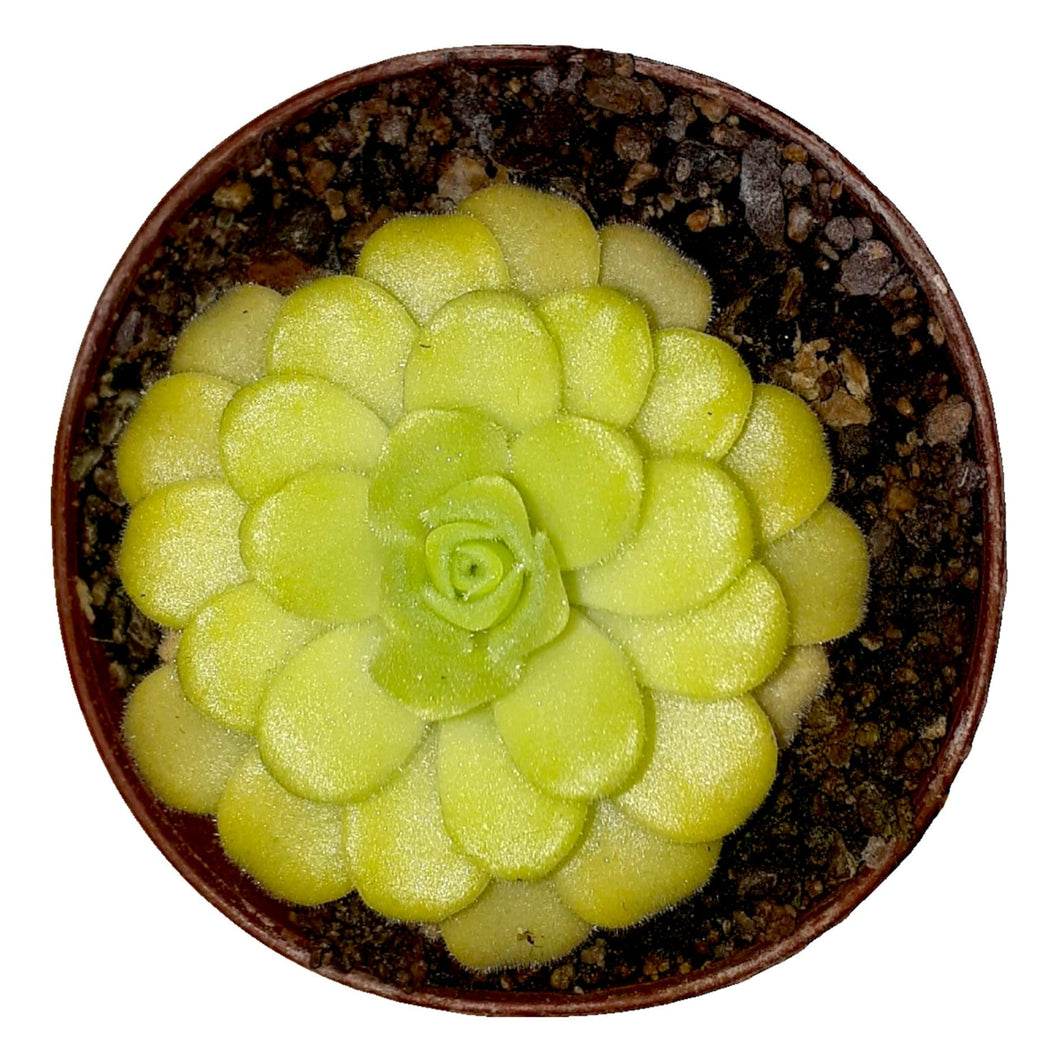 Pinguicula agnata (Zimapan, Hidalgo)