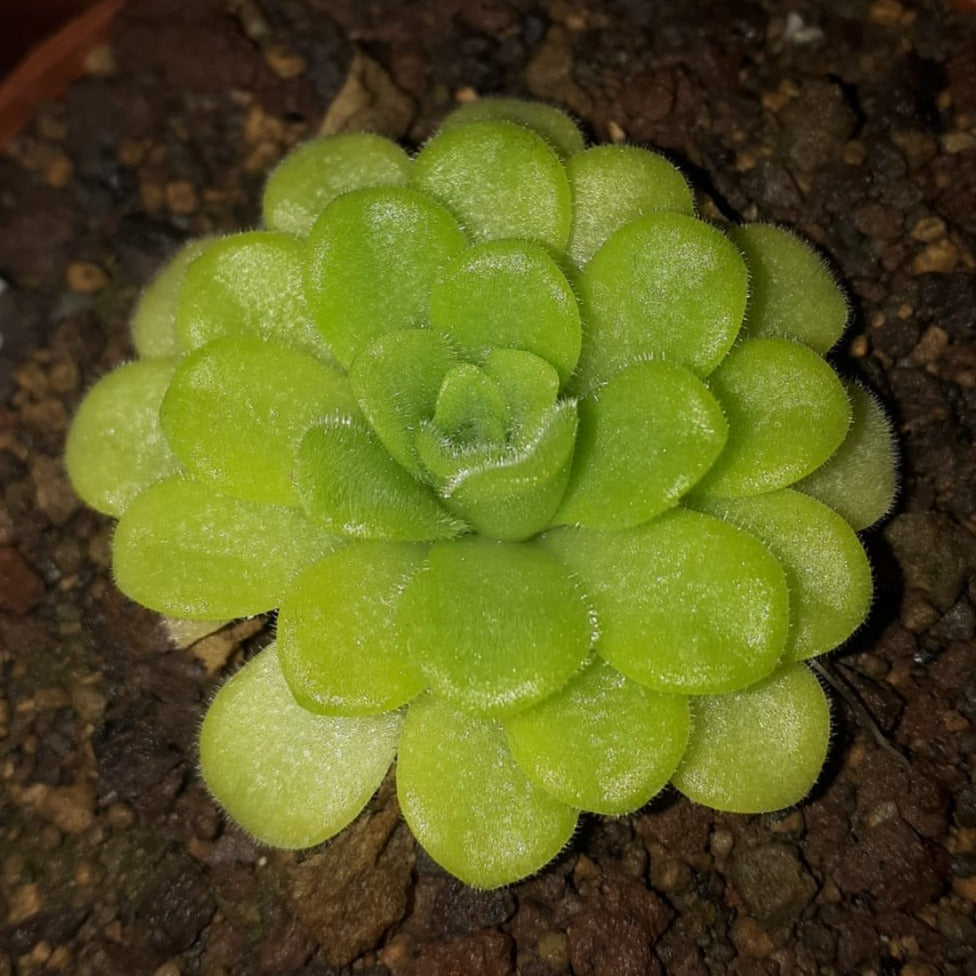 Pinguicula agnata (Zimapan, Hidalgo)