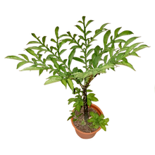 Laden Sie das Bild in den Galerie-Viewer, Eidechsenwurz, Titanwurz-Schwester - Amorphophallus konjac, Syn. A. rivieri
