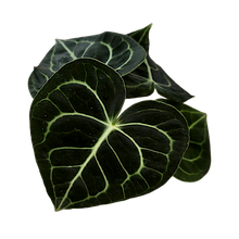 Load image into Gallery viewer, Anthurium clarinervium
