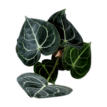 Load image into Gallery viewer, Anthurium clarinervium
