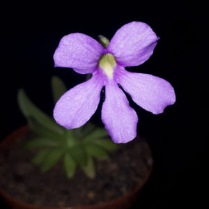 Pinguicula x "Aphrodite"