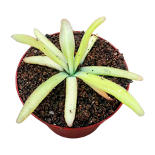 Laden Sie das Bild in den Galerie-Viewer, Pinguicula x "Aphrodite"
