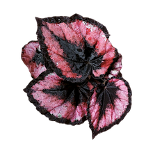 Load image into Gallery viewer, Begonia rex "Red Kiss"
