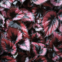Load image into Gallery viewer, Begonia rex "Red Kiss"
