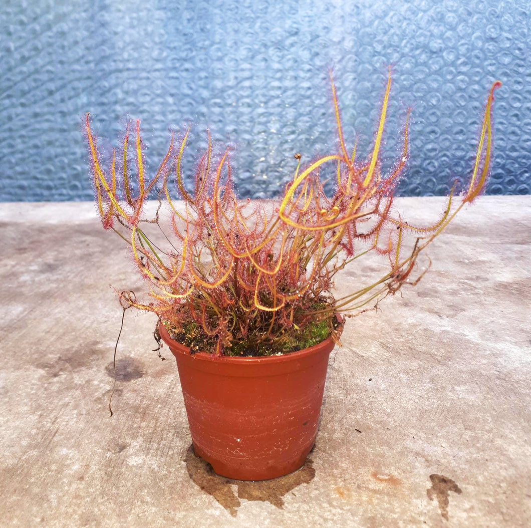 Drosera binata 