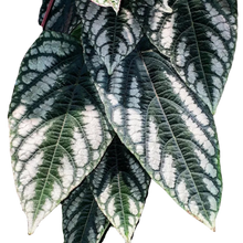 Laden Sie das Bild in den Galerie-Viewer, Begonienwein - Cissus discolor
