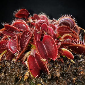 Dionaea muscipula "Clayton Vulcanic Red"