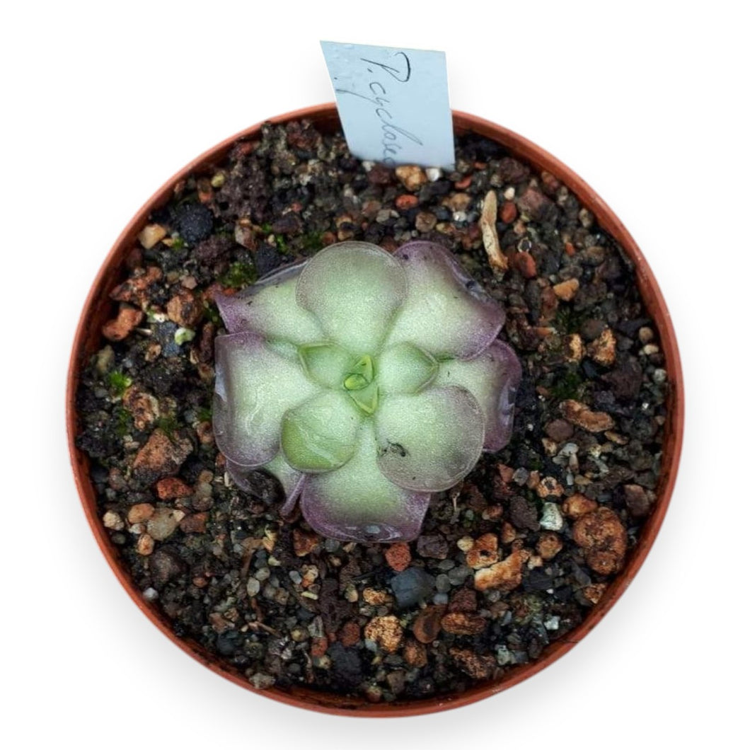 Pinguicula cyclosecta - Dulces Nombres, Nuevo León