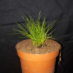 Nadelsimse - Eleocharis acaulis