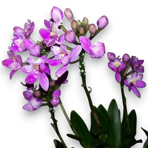 Epidendrum spec. (pink)