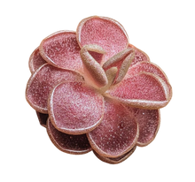Load image into Gallery viewer, Pinguicula esseriana (YUCCA-DO 1713)
