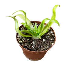 Laden Sie das Bild in den Galerie-Viewer, Pinguicula gigantea x (heterophylla x medusina)
