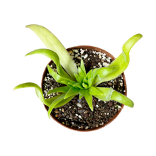 Laden Sie das Bild in den Galerie-Viewer, Pinguicula gigantea x (heterophylla x medusina)
