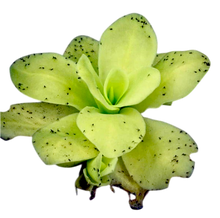 Laden Sie das Bild in den Galerie-Viewer, Pinguicula gigantea "Oaxaca, Mexico"
