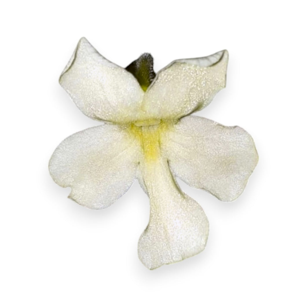 Pinguicula cv. 