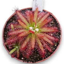 Load image into Gallery viewer, Drosera graomogolensis
