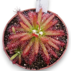 Drosera graomogolensis