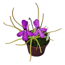 Laden Sie das Bild in den Galerie-Viewer, Pinguicula gypsicola
