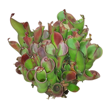 Laden Sie das Bild in den Galerie-Viewer, Heliamphora heterodoxa x nutans

