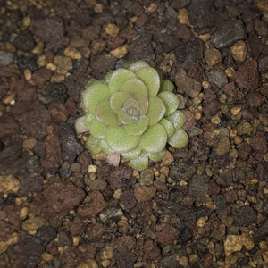 Pinguicula Hybride "HTS-P001"